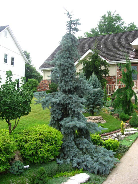 Picea pungens 'Glauca Pendula